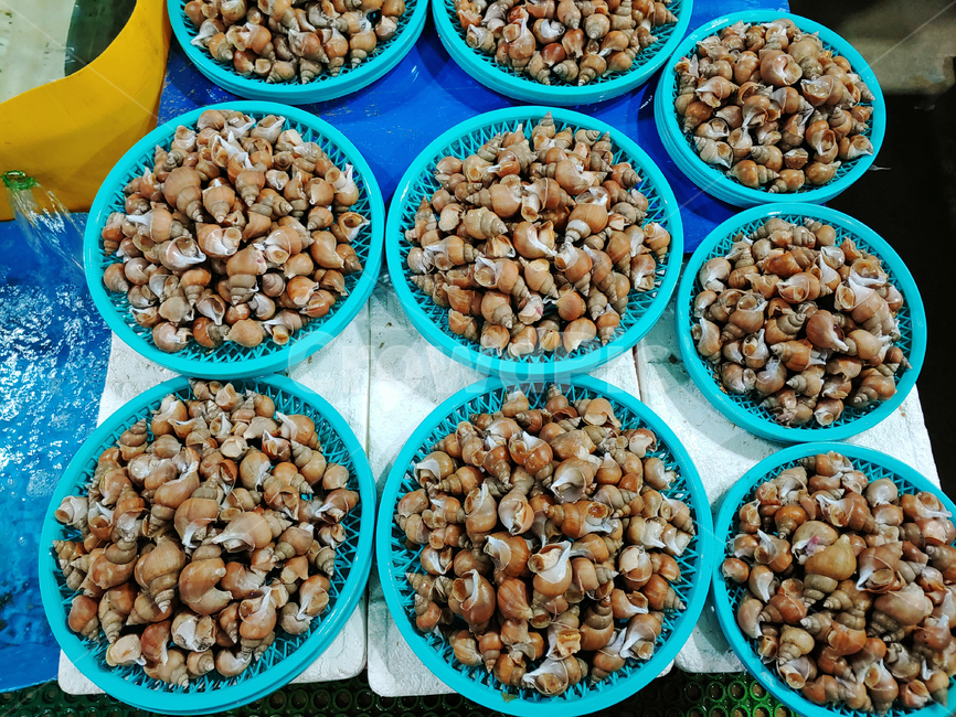 해산물,수산물,해물,패류,조개,백골뱅이,참골뱅이,백고동,바다생물,seafood,food,식재료,음식,푸드,식자재,배경,바탕,백그라운드,어시장,생물,수산시장,시장,마트,마켓,market,mart,market place