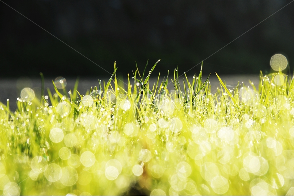이슬,풀잎,자연,아침,햇살,초록,물방울,식물,자연,plants,nature,감성,sensible,feeling,휴식,힐링,rest,relaxation,healing