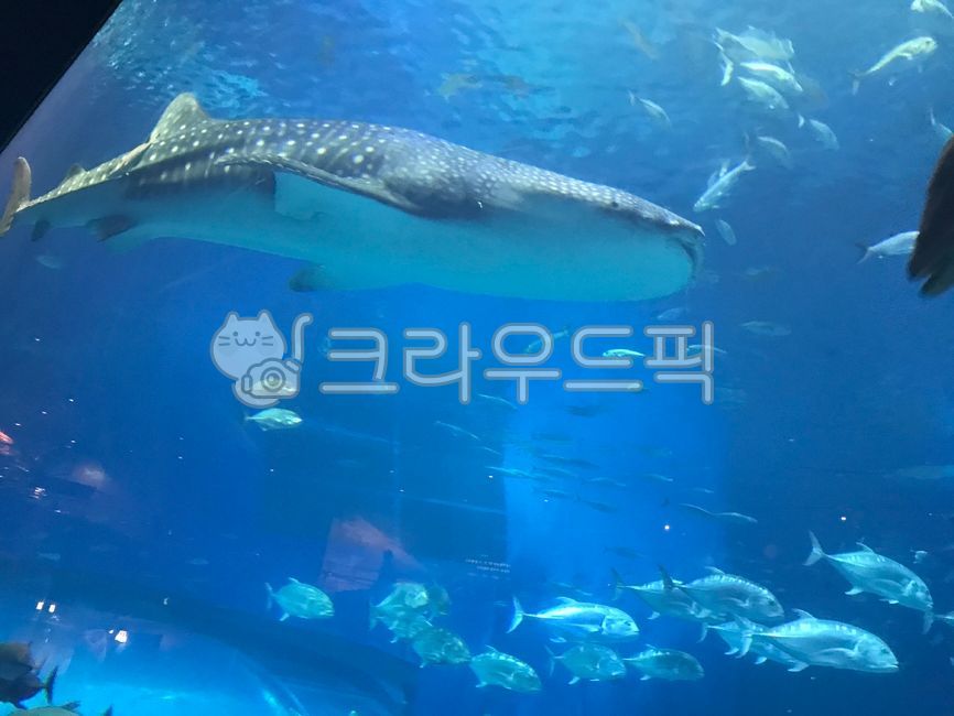 whale,water,aquarium,marine life