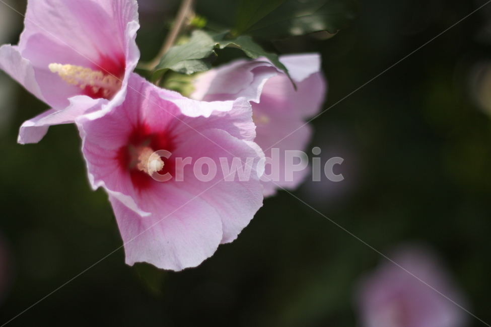 무궁화,한국,조선,자연물,우리나라꽃,꽃,flower,대한민국,상징,분홍색,꽃술,자연,생태,생명,꽃잎,natural,nature,pink,애국심,열사,koreaflower,조국,국민,무궁화꽃이피었습니다,식물,자연,plants,nature,꽃,flower