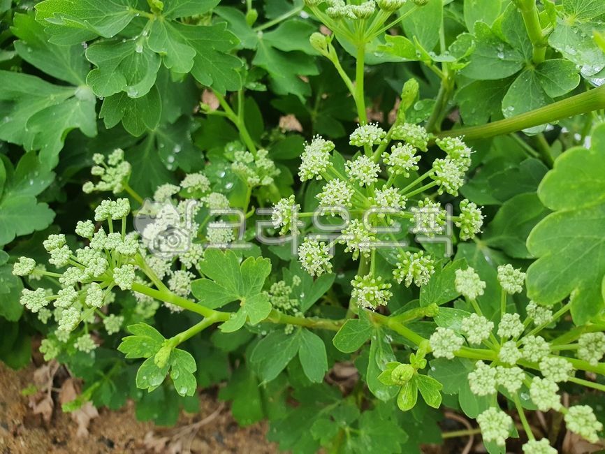 Herbs,windproof,green,field,windbreak flower,plant,ingredients,leaf,vegetable