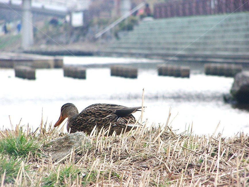 오리,천둥오리,조류,동물,실개천,동물,animal,조류,새,birds