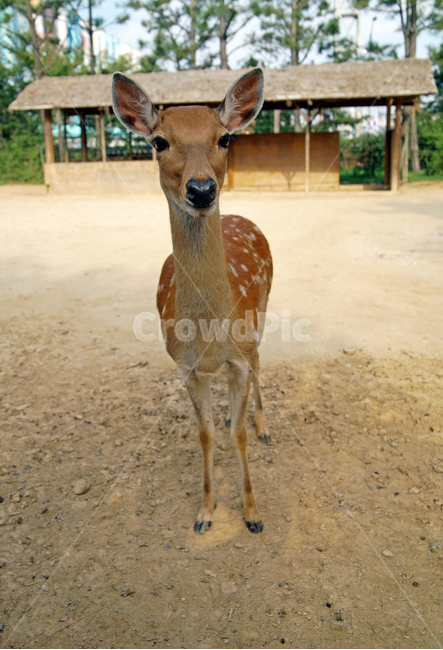 꽃사슴,사슴,동물,반점,월미공원,대륙사슴,매화사슴,포유동물,동물,animal,포유류,mammal