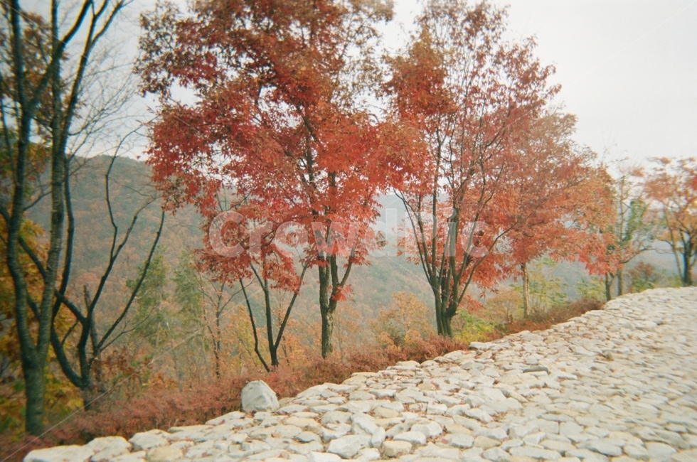 가을,단풍나무,풍경,감성,식물,plant,tree,나무