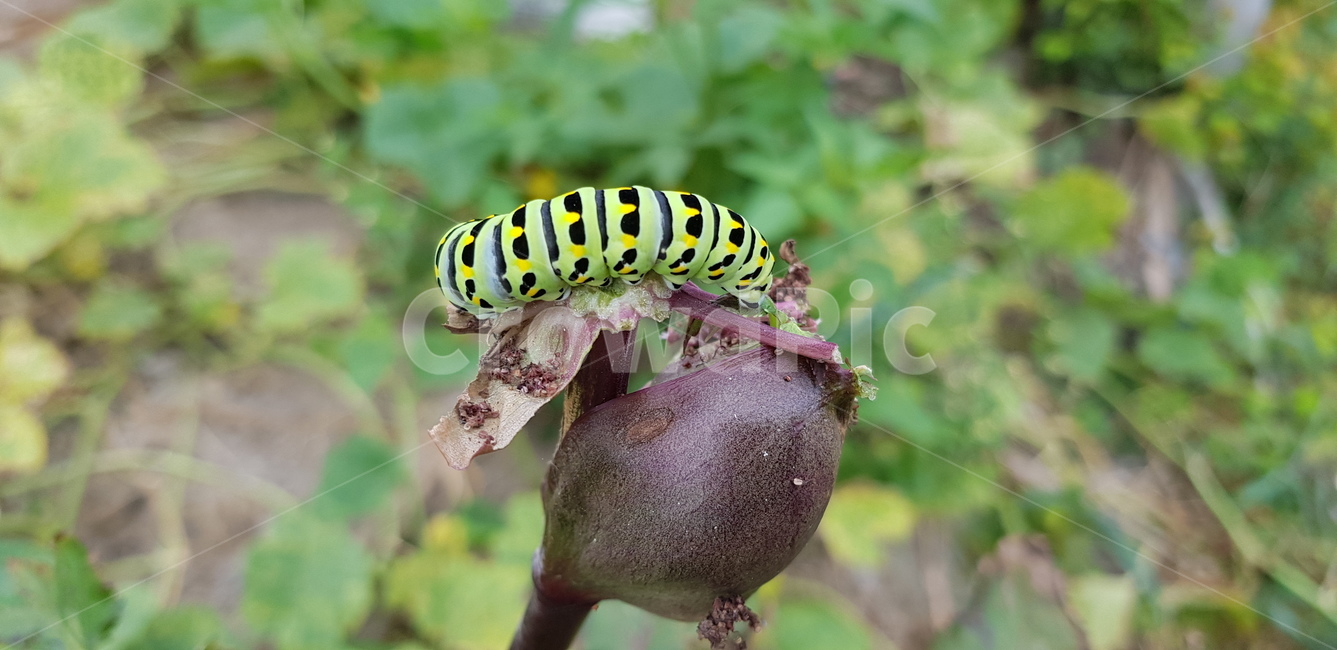 애벌레,여름,식물,곤충,summer,larva,동물,animal,곤충,벌레,insect,bug