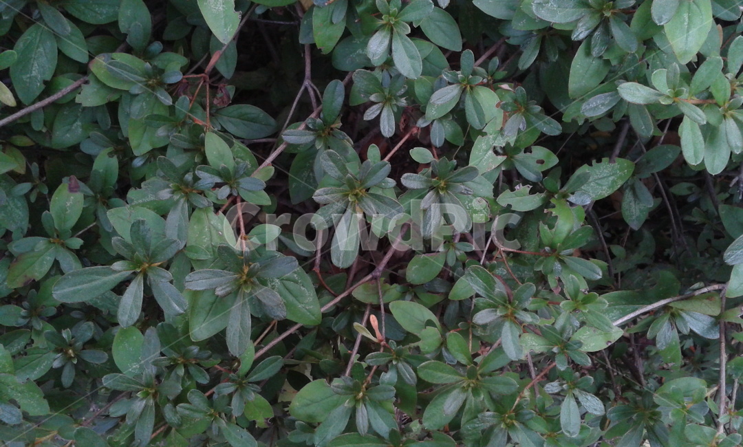 flower,꽃,잔잔과,acanthaceae,plant,식물,식물,자연,plants,nature