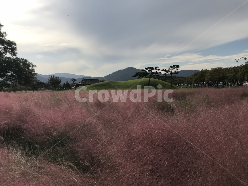 경주,핑크뮬리,경주핑크뮬리,경주가을,핑크뮬리꽃밭