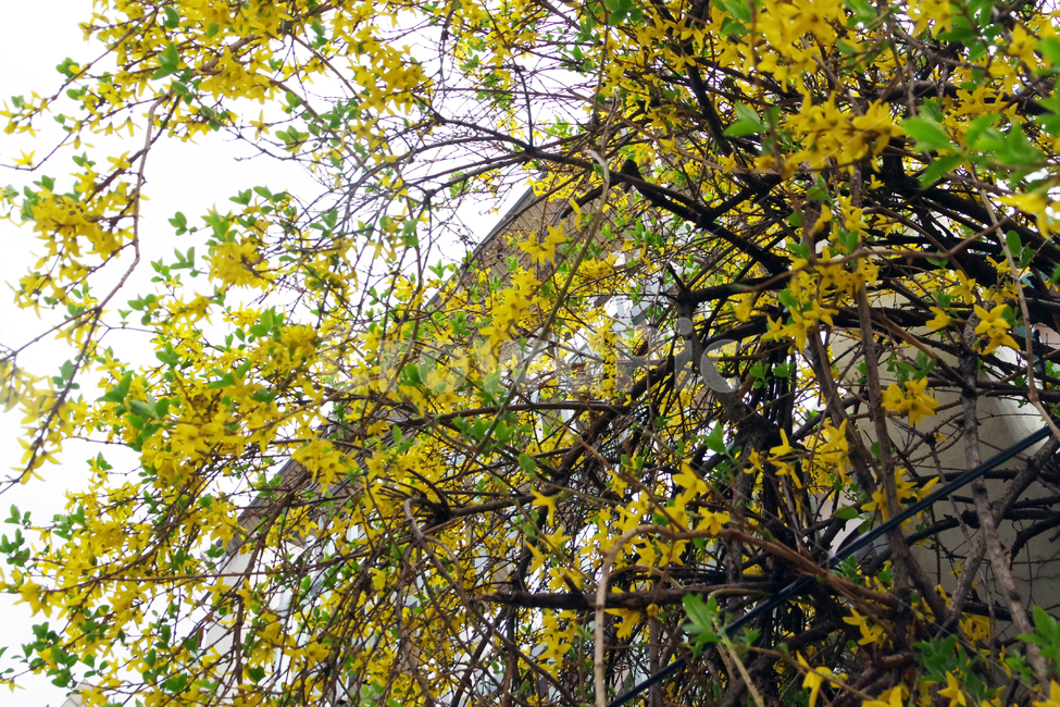 봄,계절,꽃,spring,season,flower,봄,계절,spring,season,식물,자연,plants,nature,꽃,flower,plant