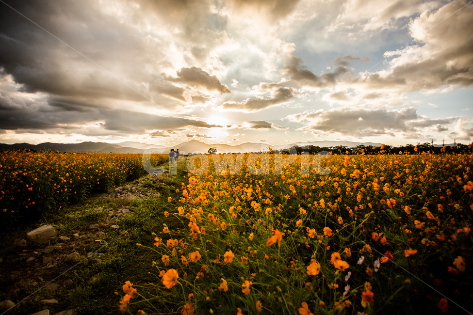 노을,풍경,들판,코스모스,하늘,경주,구름,자연,풍경,nature,landscape,식물,plants,꽃,flower,grassland,목초지,field,들,outdoors,옥외,rural,농촌,farm,농장,meadow