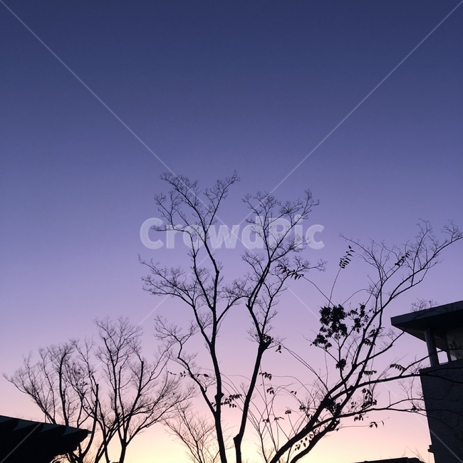 보라색,nature,노을,저녁,파란색