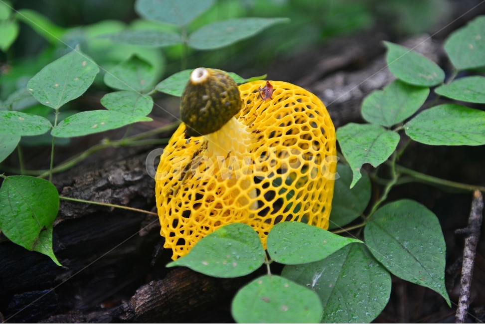 만연사버섯,망태버섯,노랑망태버섯,식물,버섯,버섯,mushroom