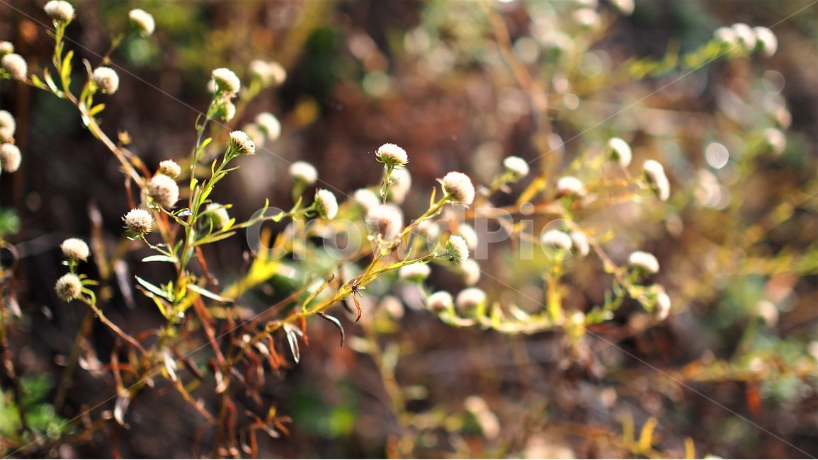 가을,햇살,아침,자연,식물,찬란한,morning,들꽃,야생화,흰색꽃,역광,감성,flower,nature,식물,자연,plants,nature,꽃,flower