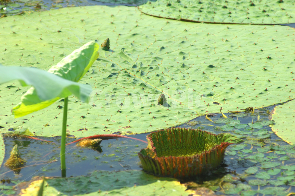 자연,식물,가시연꽃,가시연잎,가시연,연못,수생식물,연잎,식물,자연,plants,nature