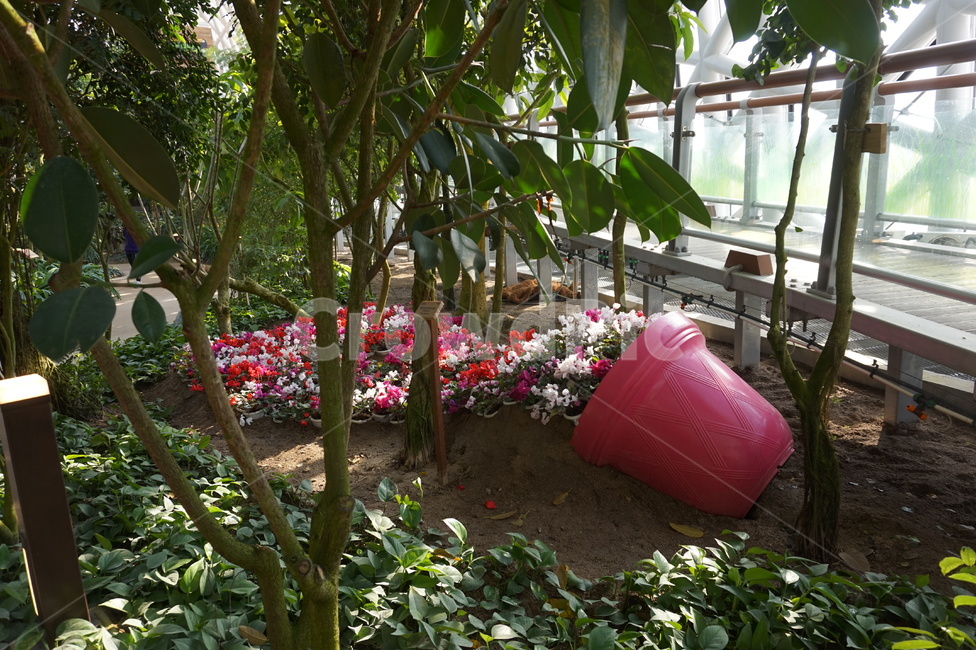 거제정글돔,정글돔,plant,식물,garden