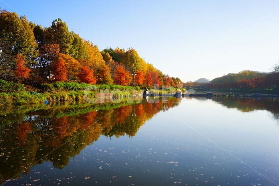 담양,광주근교,메타세콰이어,가로수,강변,가로수길,가을,계절,fall,autumn,season,자연,풍경,nature,landscape,water,물,outdoors,옥외