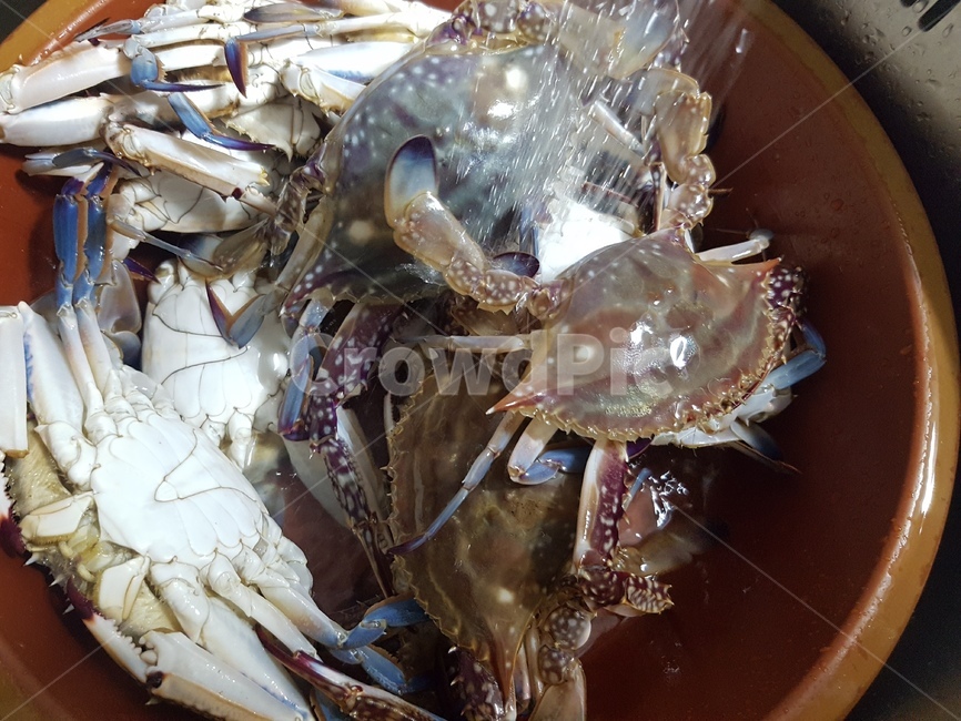 꽃게,음식,해물,게,제철음식,수산물,해산물,fishery products,seafood