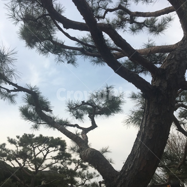 소나무,고목,구불구불,나뭇가지,솔잎,식물,자연,plants,nature,나무,trees,wood
