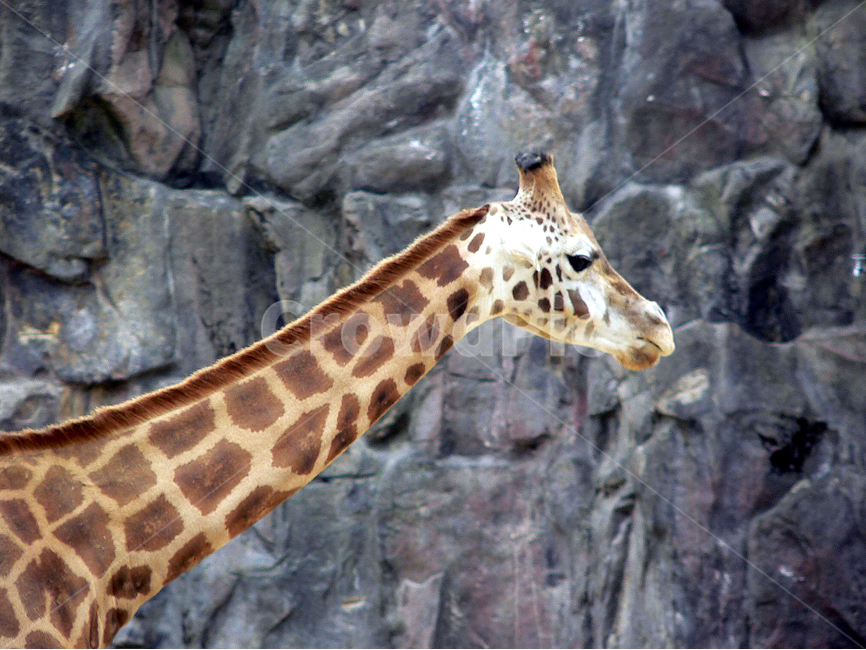 기린,포유류,동물,목,동물원,zoo,동물,animal,포유류,mammal