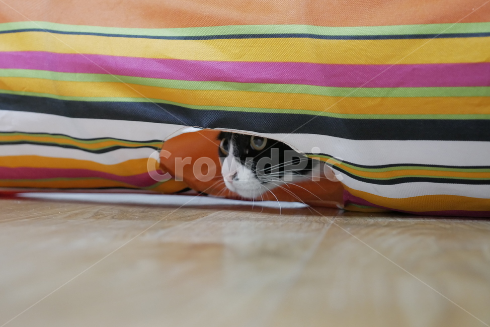 고양이,개냥이,동물,얼굴,표정,애교,귀여운,동물,animal,포유류,mammal,고양이,cat,kitten,kitty