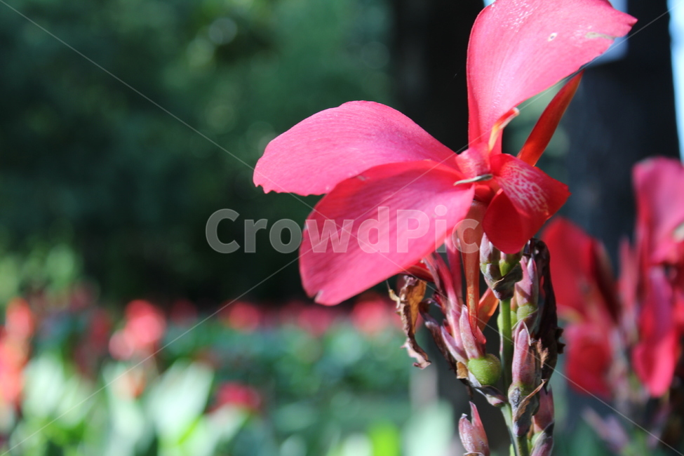 blossom,식물,flower,geranium,제라늄,꽃,식물,자연,plants,nature,꽃,flower