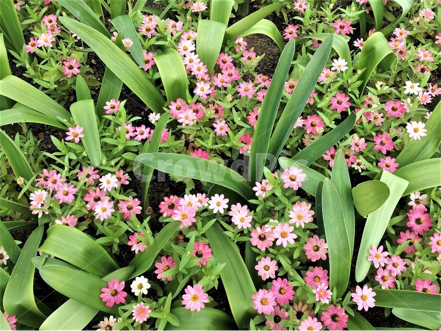 꽃,자연,봄,정원,신비,아름다움,식물,자연,plants,nature,꽃,flower