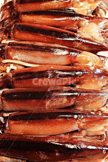 오징어,연체동물,식재료,음식,먹거리,음식,식재료,요리,food,cook,meal,dishes,food reserves,수산물,해산물,fishery products,seafood