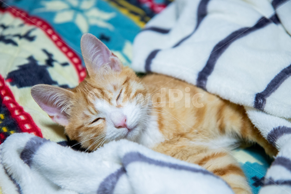 고양이,치즈고양이,누운고양이,코리안숏헤어,치즈태비,졸린고양이,동물,animal,포유류,mammal,고양이,cat,kitten,kitty