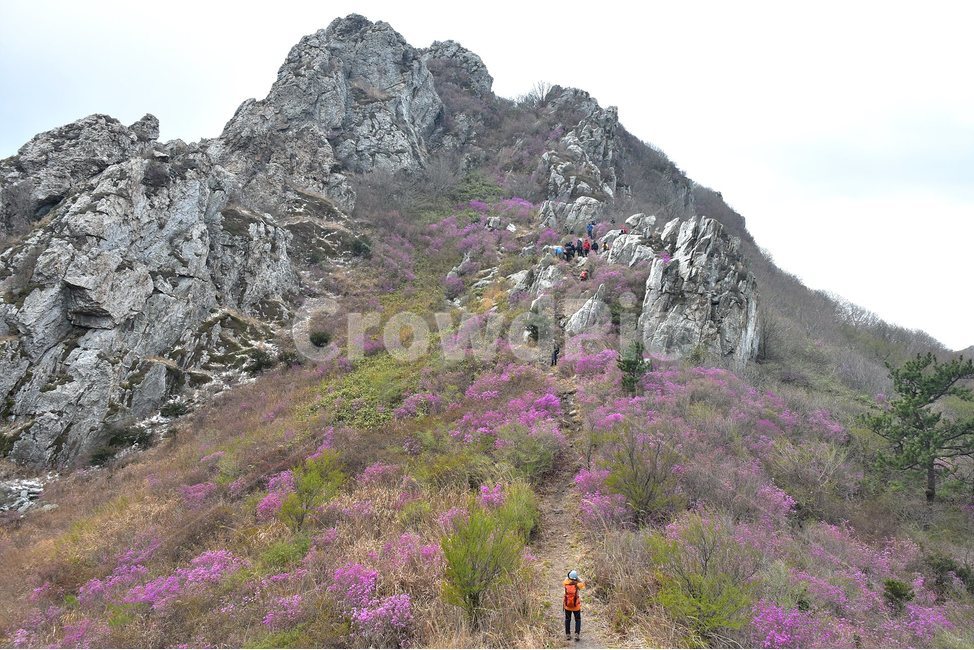 주작산,덕룡산,종주,진달래,풍경,기암,바위,비경,봄풍경,진달래꽃,강진,명산,산행,등산,마운틴,힐링,mountain,landscape,자연,natural,자연,풍경,nature,landscape,한국자연풍경,한국자연경관,korea nature landscape,slope,경사,outdoors,옥외