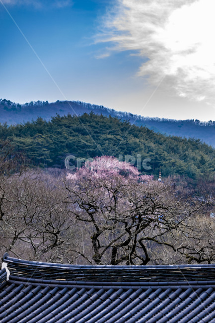 화엄사,하늘,구름,문화유산,사찰,관광지,전통건축물,기와,지붕,벚꽃,봄,식물,plant