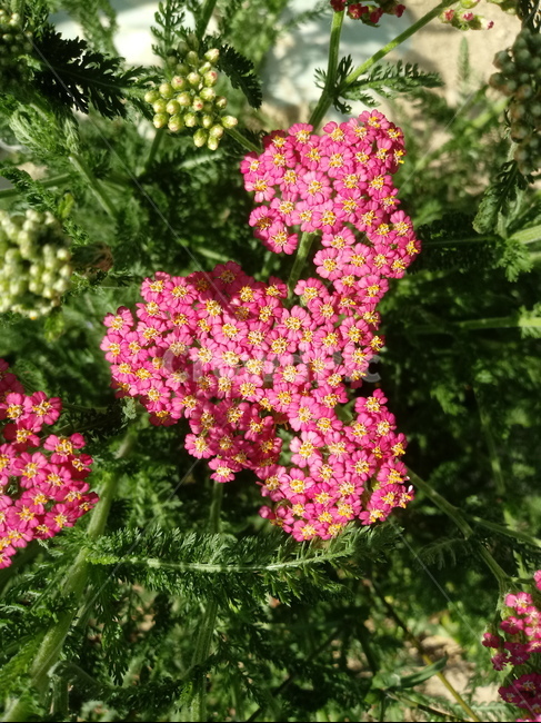 톱풀,가새풀,배암세,오공초,시초,식물,꽃,다년생초본