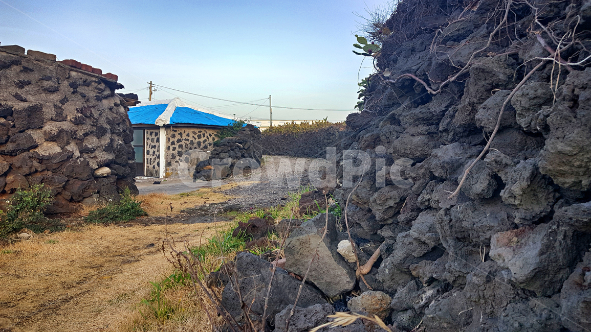 돌담,제주,nature,자연,outdoors,옥외