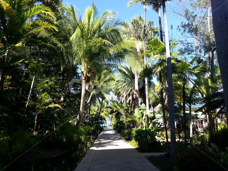 길,야자수,garden,정원,green,열대,휴양지,산책로,야자,초록