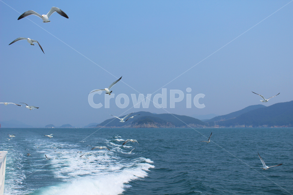 바다,갈매기,섬,하늘,새,물보라,동물,animal,조류,새,birds