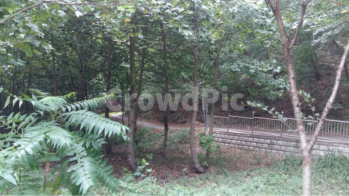 산책로,나무,자연,숲,풍경,자연,풍경,nature,landscape,garden,정원,outdoors,옥외,arbour,정자,plant,식물