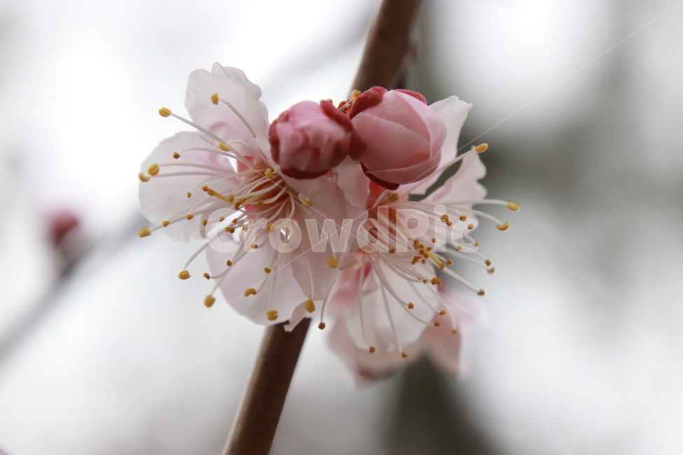 식물,꽃나무,봄,살구꽃,분홍색,봄,계절,spring,season,식물,자연,plants,nature,꽃,flower,plant,blossom