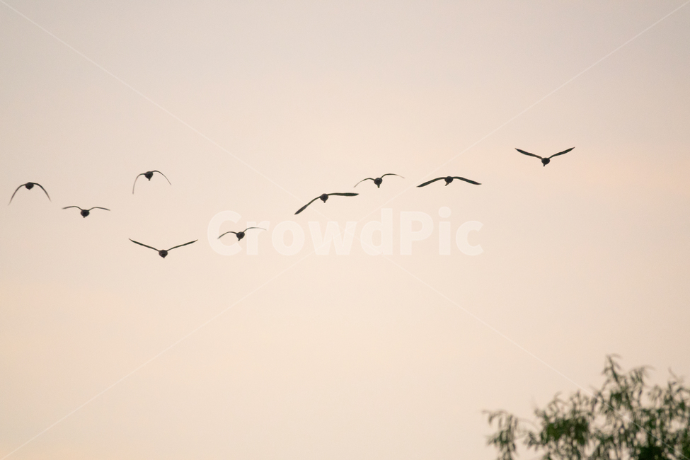 새,조류,동물,비행,무리,자연,협동,협업,자연,풍경,nature,landscape,동물,animal,조류,새,birds,flock,대군,bird,flying,나는