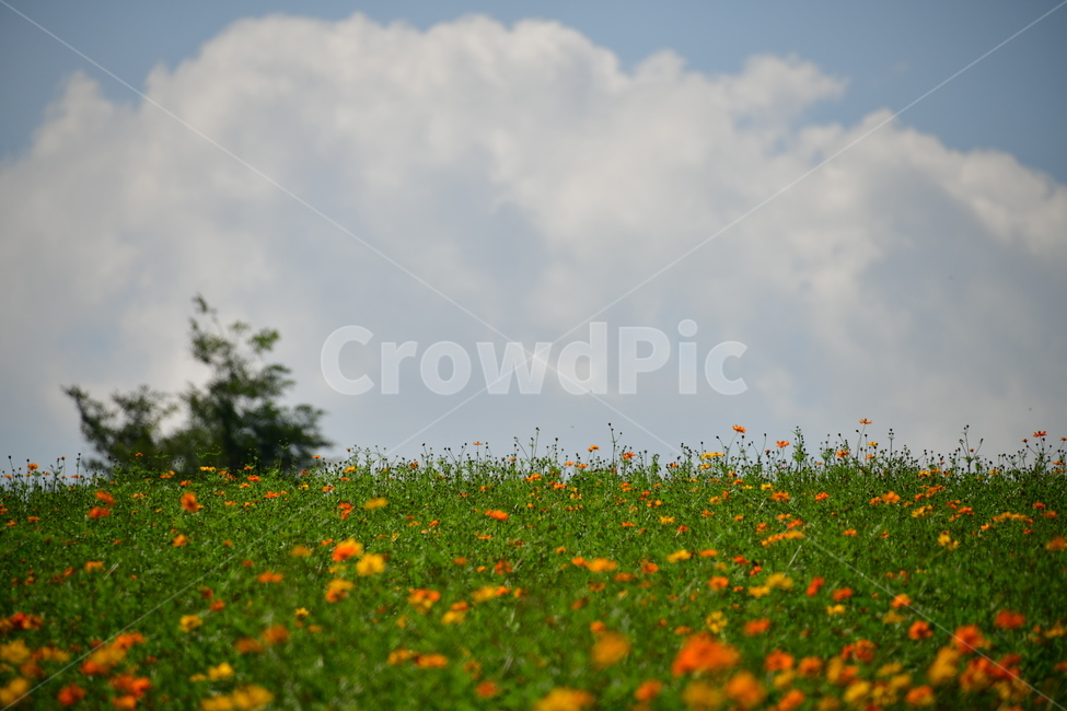 노랑,노란소스모스,가을,자연,코스모스,금계국,flower,plant,꽃,식물,자연,plants,nature,꽃,flower