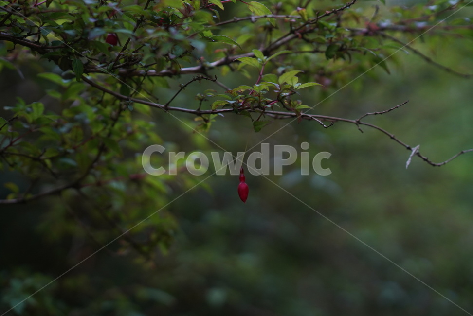 flower,꽃,자연,식물,national