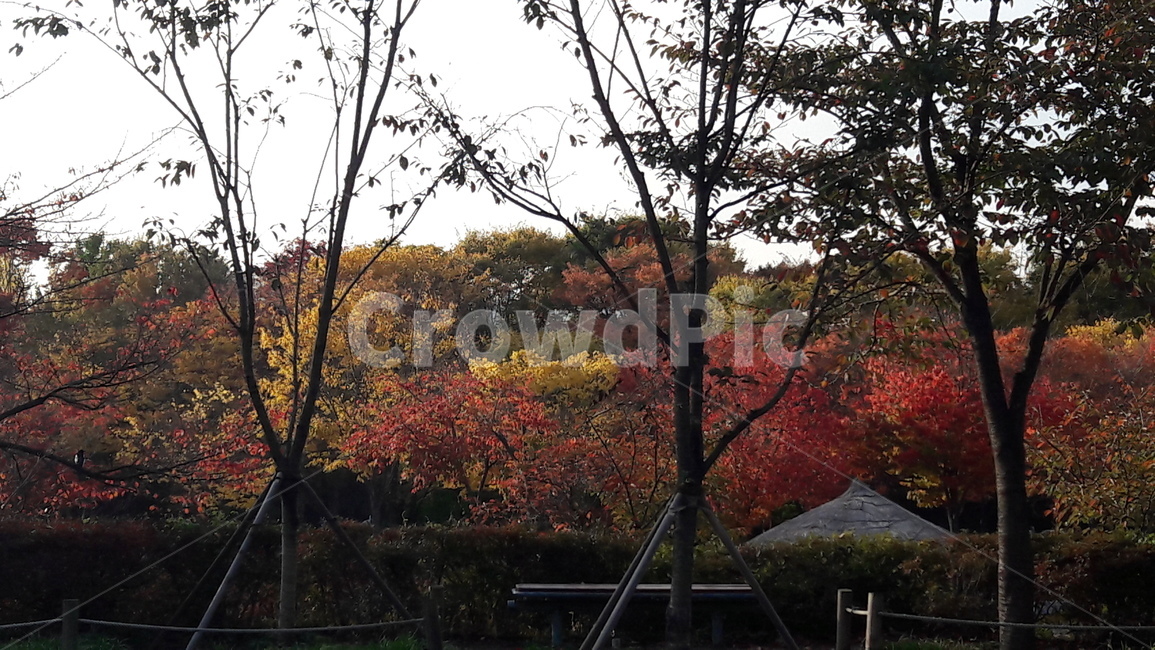 가을,하늘,단풍,아름다움,울긋불긋,가을,계절,fall,autumn,season,tree,나무,plant,식물,maple