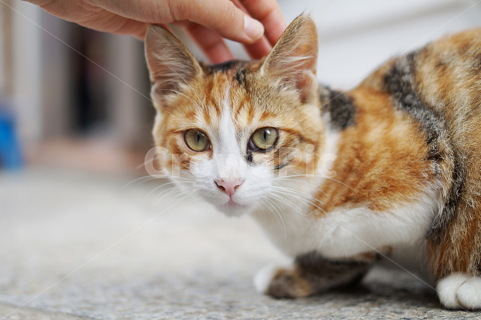 고양이,캣,동물,귀여움,힐링,동물,animal,포유류,mammal,고양이,cat,kitten,kitty,사람,인물,인간,human,person,신체일부,몸,body