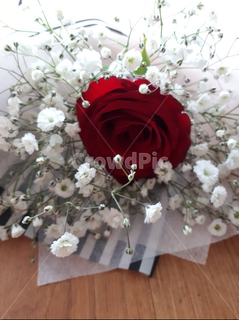 꽃,한송이,안개꽃,장미,식물,꽃,flower