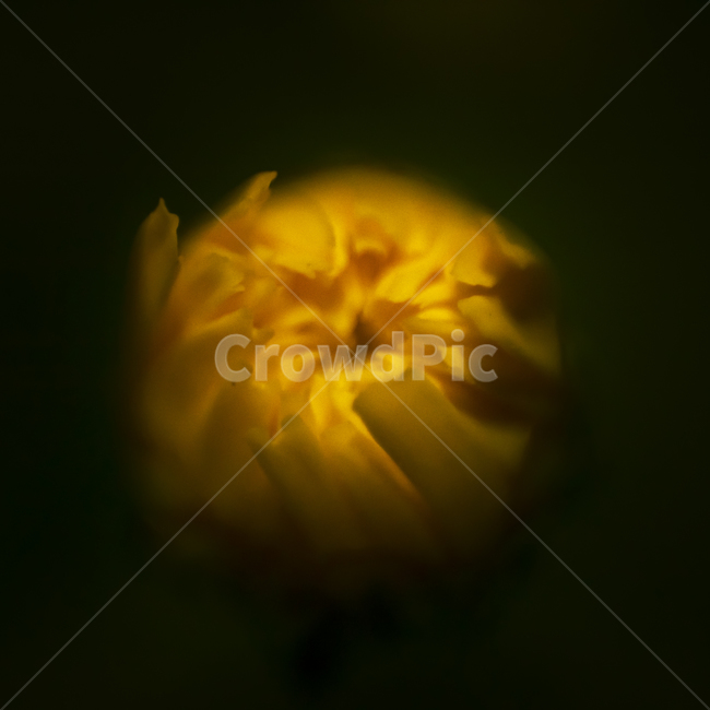 초근접촬영,노란꽃,꽃망울,노랑,꽃,감성,밤,망울,식물,자연,plants,nature,꽃,flower