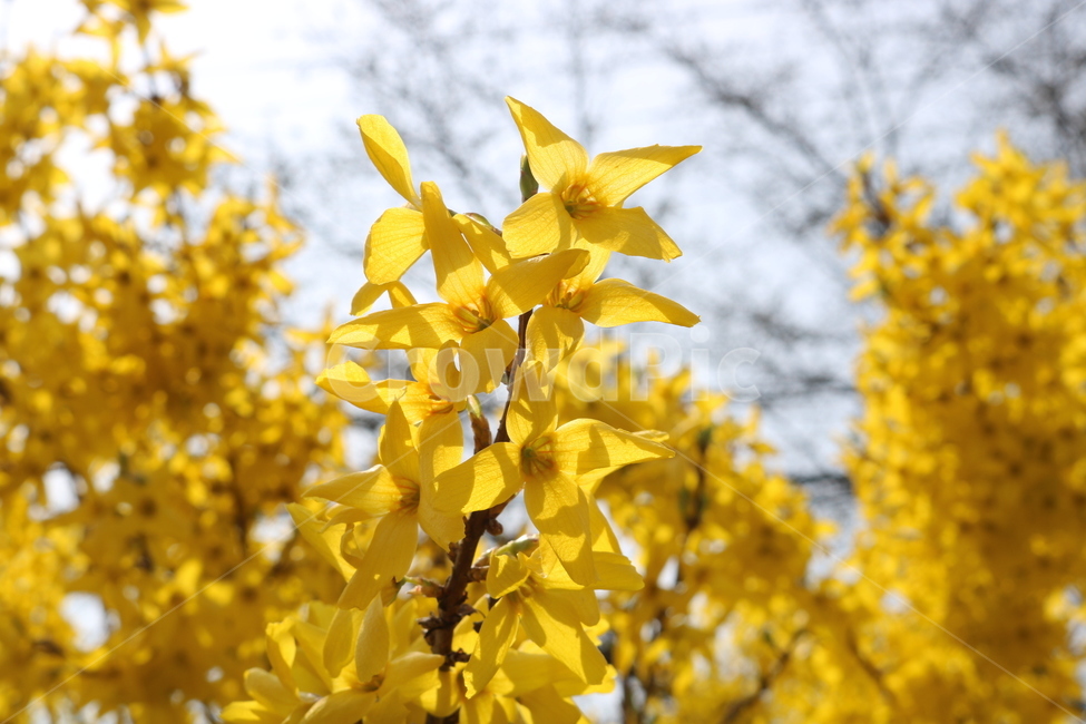 개나리,꽃,봄꽃,노란꽃,화사함,식물,자연,plants,nature,꽃,flower