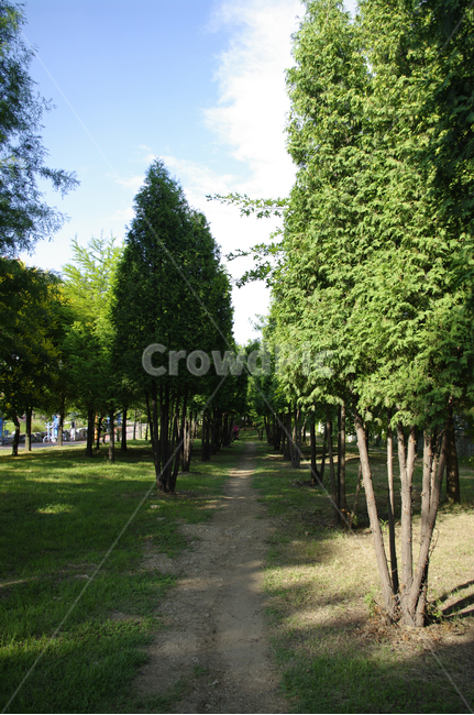 나무,신록,식물,초록,길,자연,풍경,nature,landscape,plant,tree