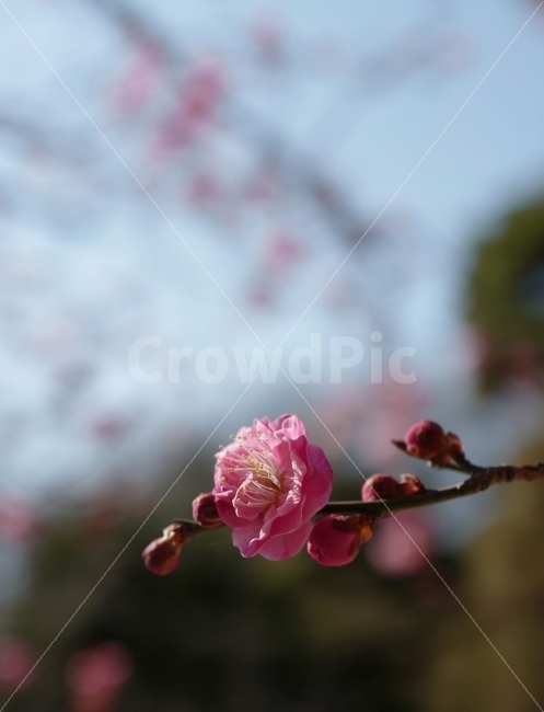홍매화,매화꽃,봄,꽃,봄꽃,봄소식,봄,계절,spring,season,식물,자연,plants,nature,꽃,flower,plant,blossom