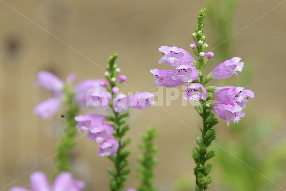 꽃범의꼬리,피소스테기아,분홍꽃,여름,여러해살이,식물,자연,plants,nature,꽃,flower