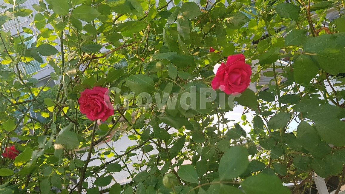 꽃,rose,장미,식물,flower,식물,자연,plants,nature,꽃,flower
