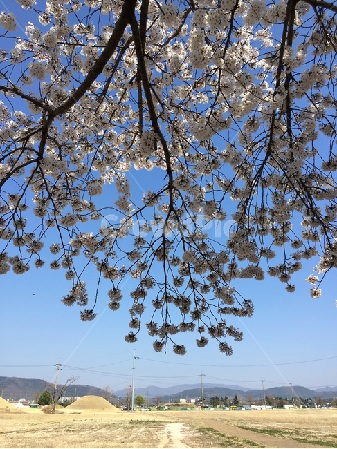 벚꽃,체리블라썸,cherryblossom,벚꽃축제,blossom,flower,봄,spring,벚꽃나무,향기,pink,분홍색,핑크,하늘,나무,tree,식물,plant