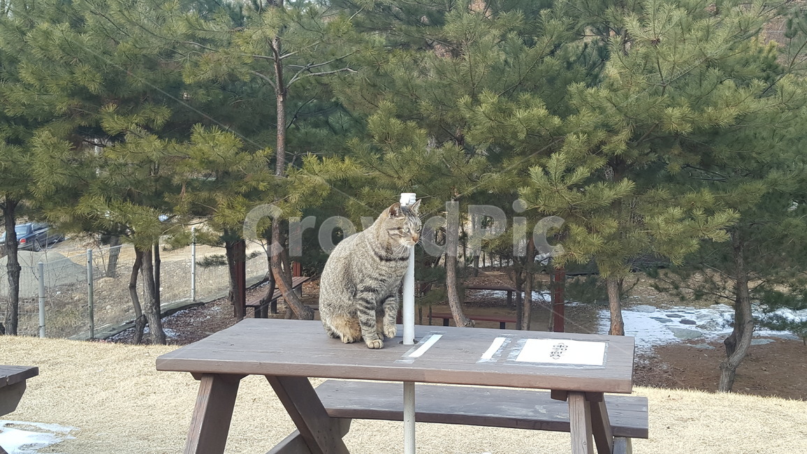 고양이,산,벤치,나무,동물