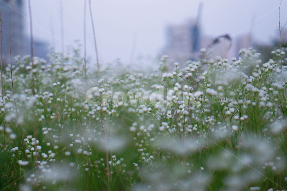 꽃,개망초,하양,풍경,초록,식물,식물,자연,plants,nature,꽃,flower